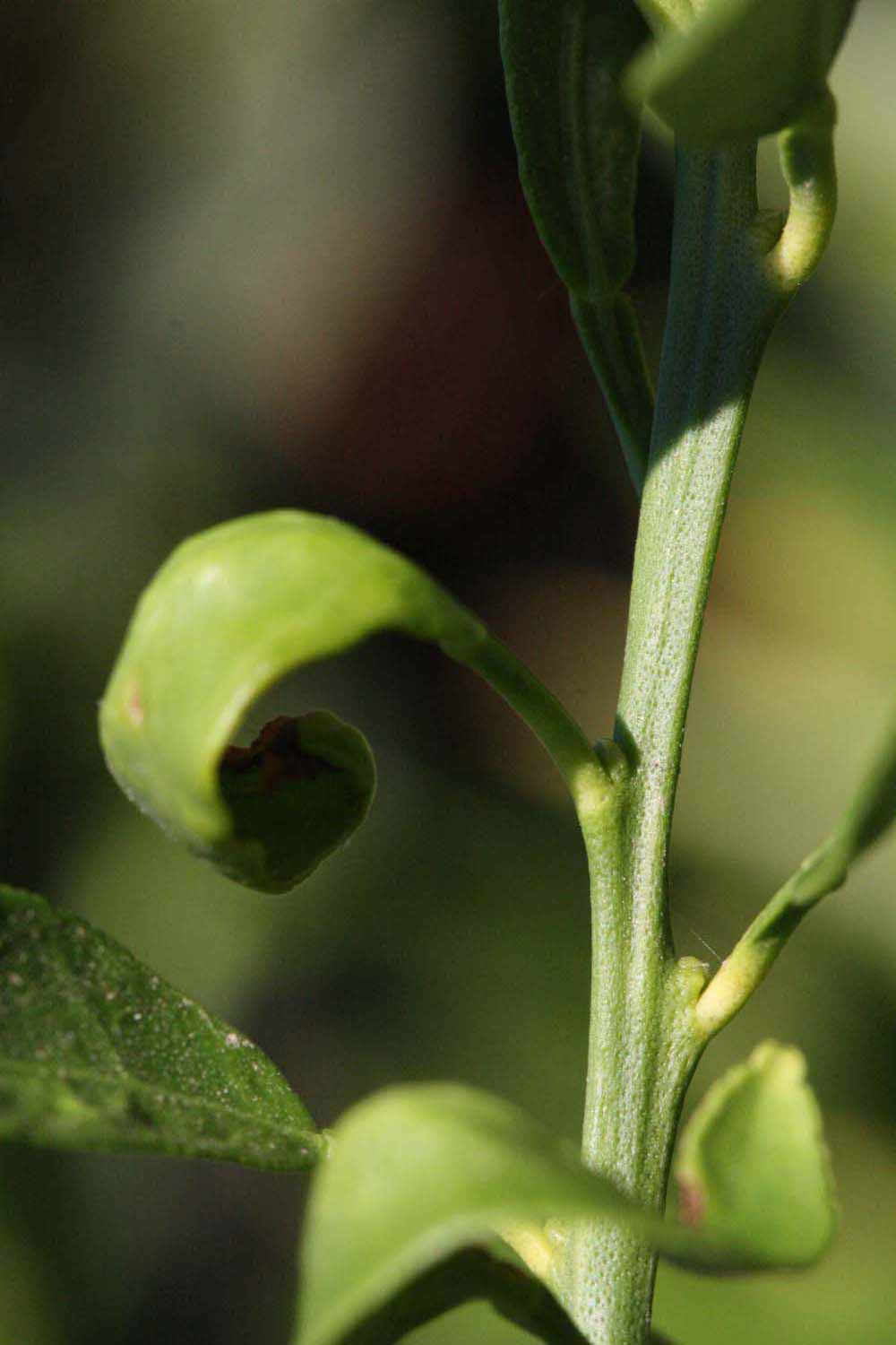            First year twig (Riverside, CA)   